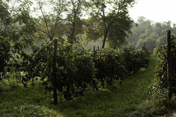 Vinranker og italiensk landskap
